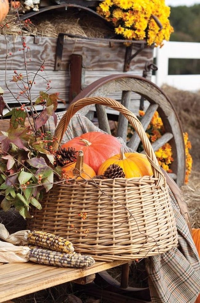 Pumpkins, Corn, And Golden Leaves