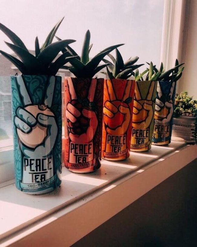 Colorful Cans, Living Plants