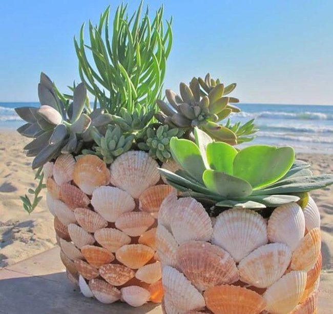 Seashell Succulent Planters