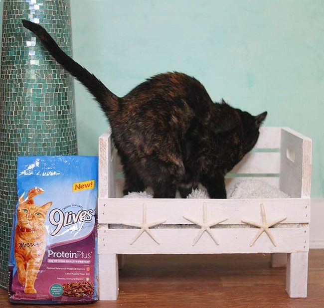 Starfish Wooden Beds For Cats