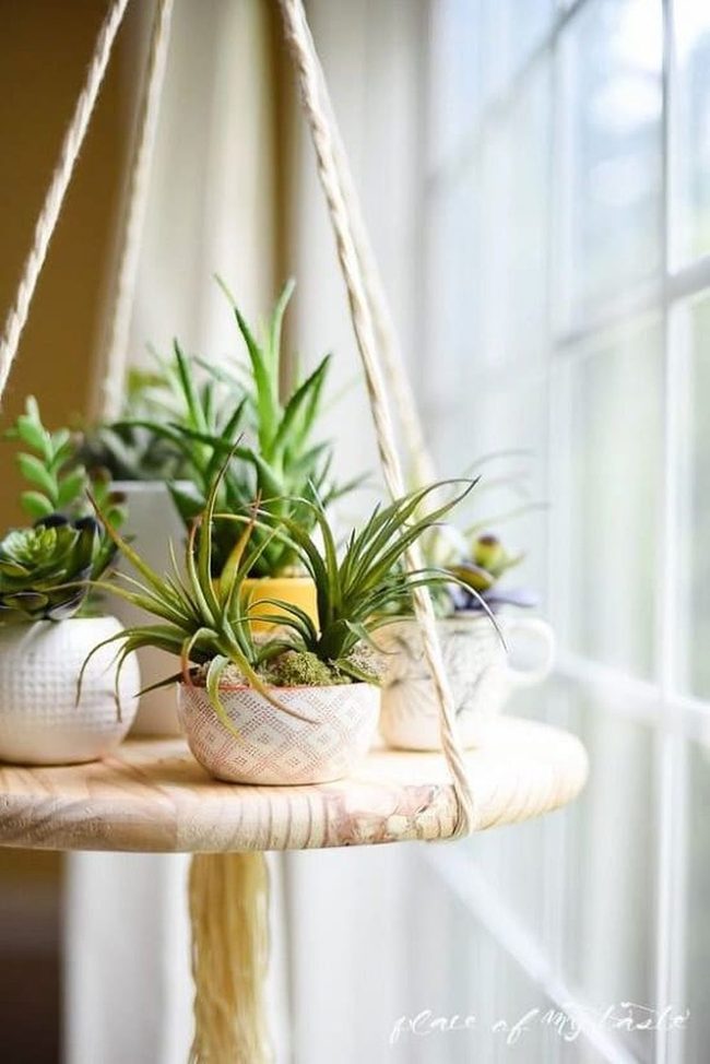 Green Wall Plants On Wood Shelves