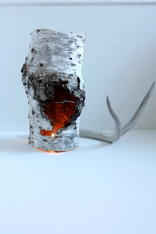 Amber Light Through Bark