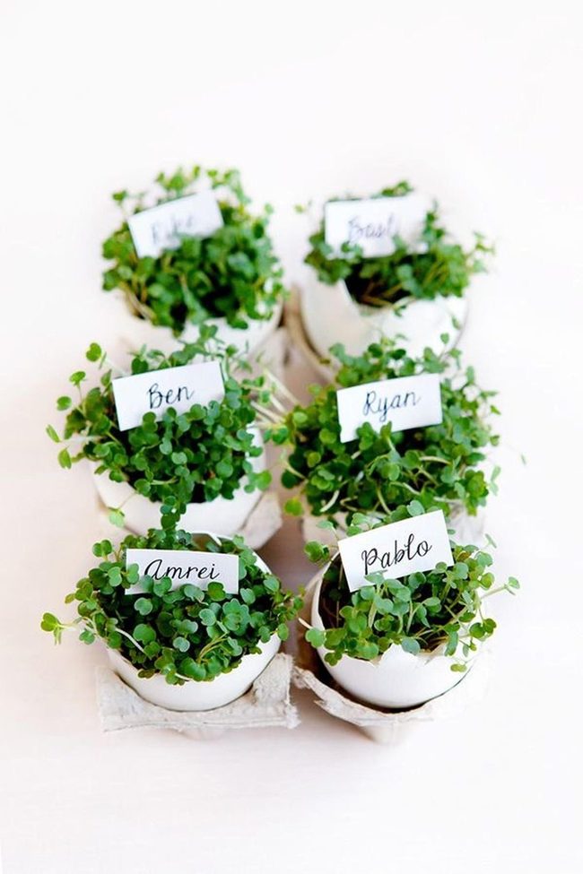 White Shell Planters With Green Leaves