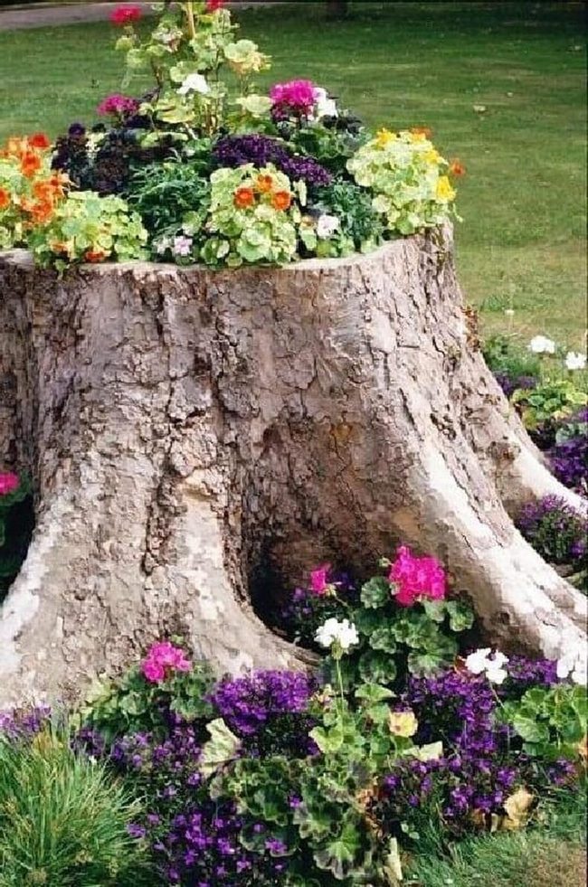 Hollowed Stump Burst Pink