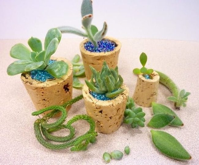 Cork And Succulent Miniatures