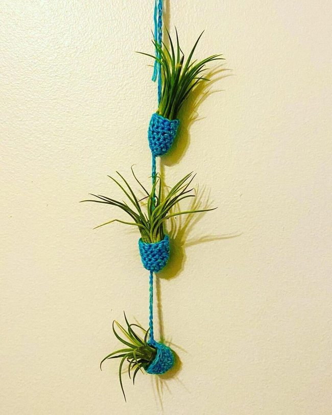 Bright Blue Knots, Living Walls