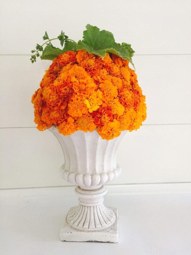 Orange Marigolds, Modern Farmhouse