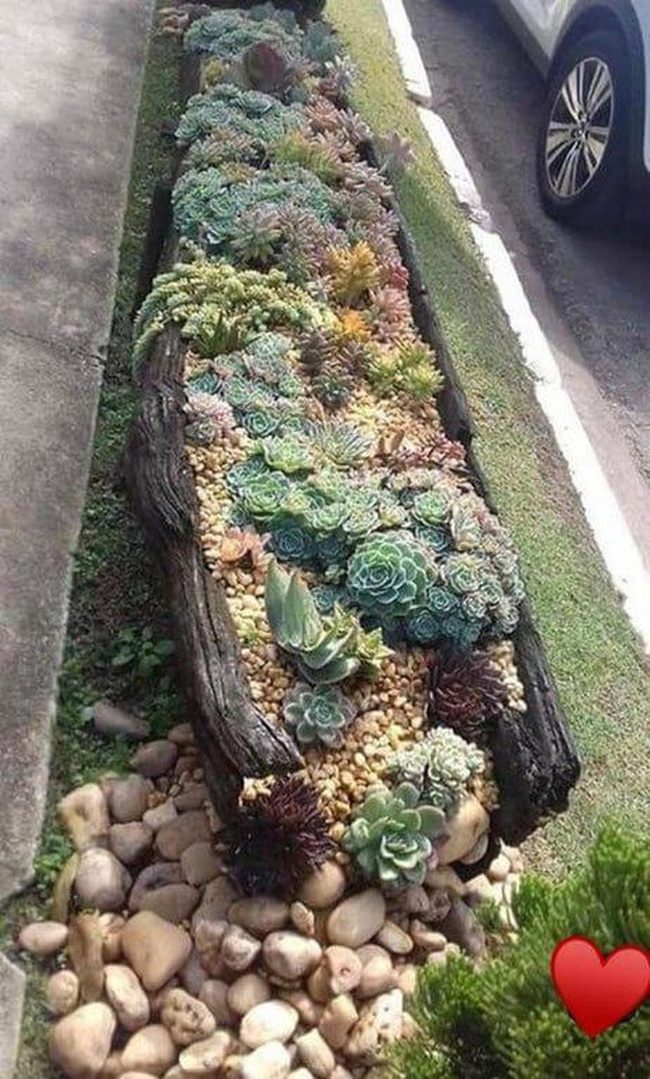 Hollow Wood Succulent Garden