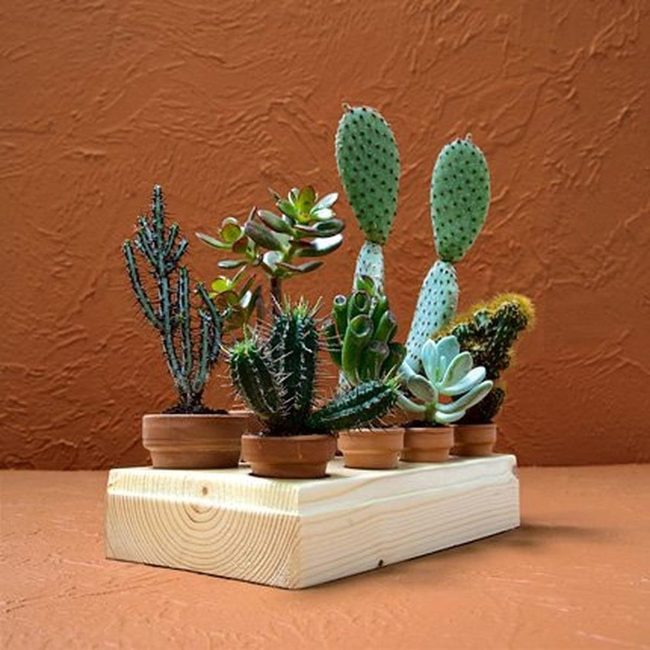 Green Succulents On Warm Wood