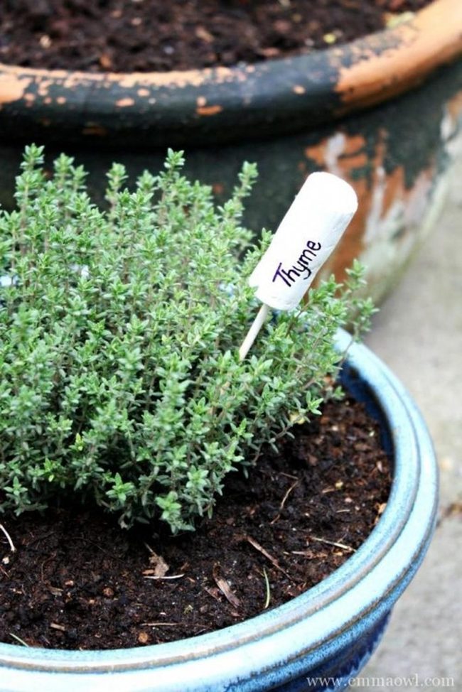 Blue Ceramic Thyme Garden