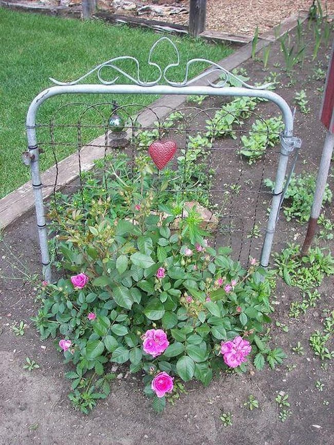 Rusted Metal Gates With Pink Roses
