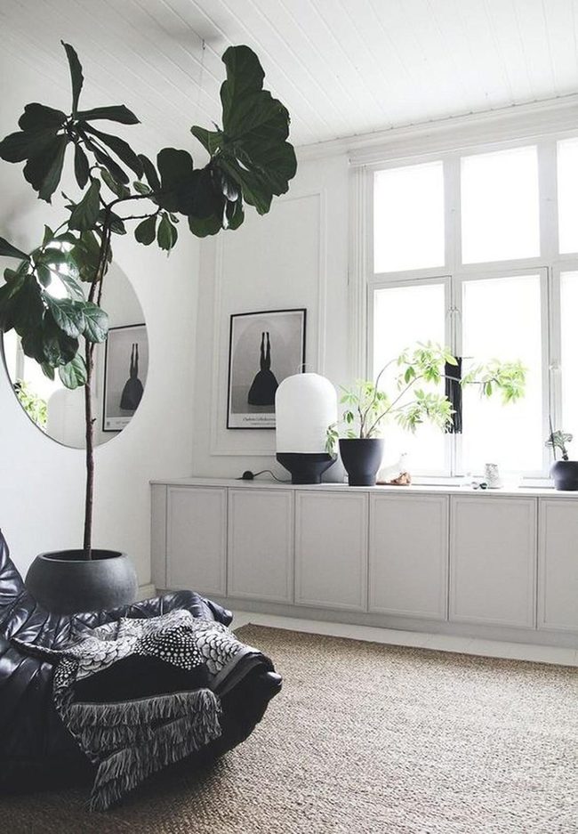 Sunlit White Room With Green Plants