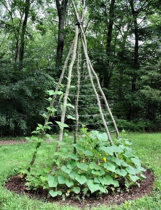 Wooden Teepee Cucumber Trellis