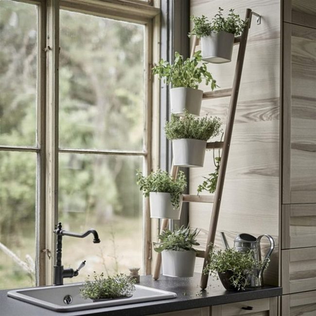 Tiered Plants By Windows