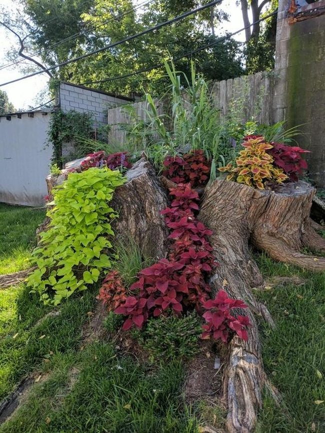 Crimson Leaves On Weathered Stumps