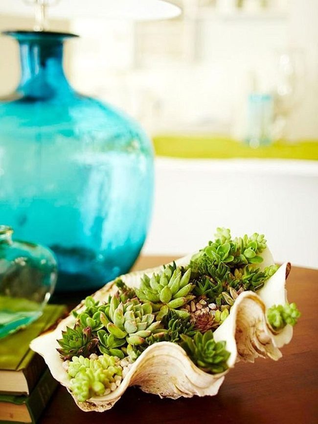 Succulent-Filled Seashell Gardens