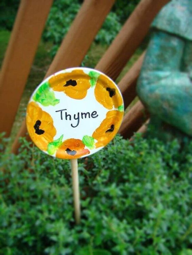 Yellow Thyme Garden Markers