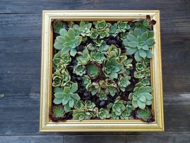 Green Succulents In Wooden Frames