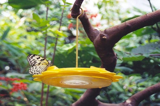 Yellow Feeder, Green Canopy, Nature'S Welcome
