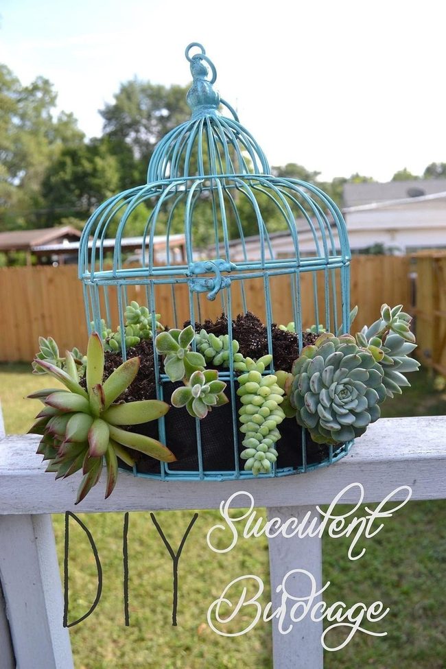 Metal Cages, Living Succulents