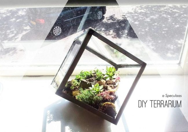 Glass Terrariums, Miniature Green Worlds