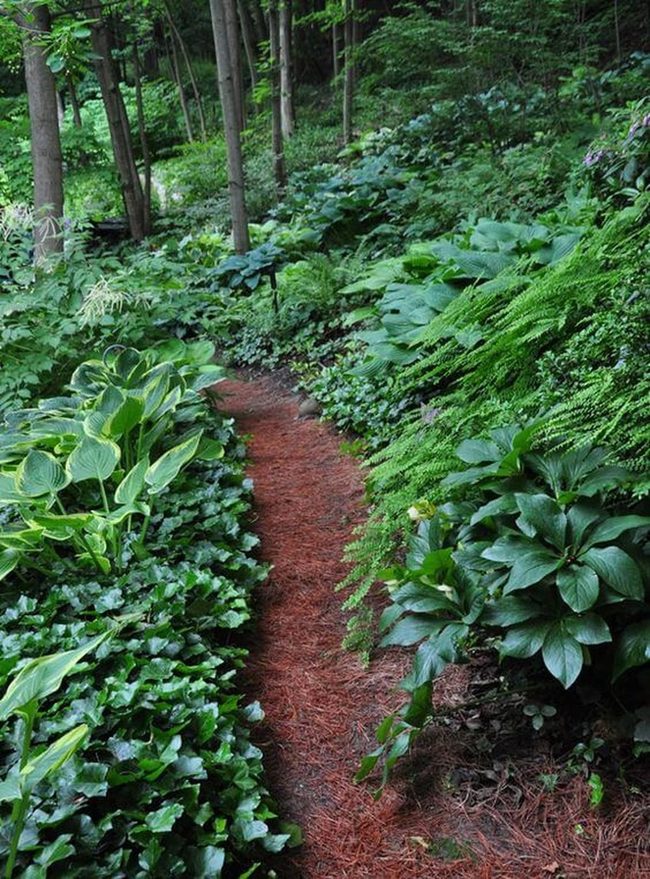 Layered Ferns, Dappled Shadows