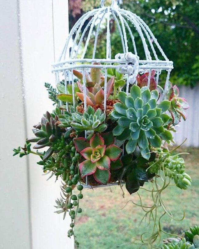 Birdcages With Cascading Succulents