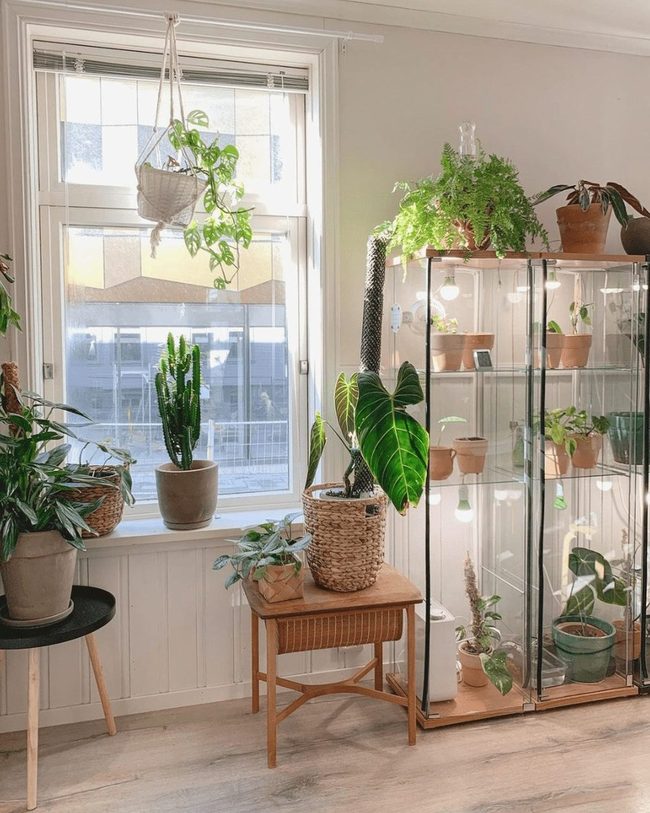 Illuminated Shelves, Indoor Plant Display