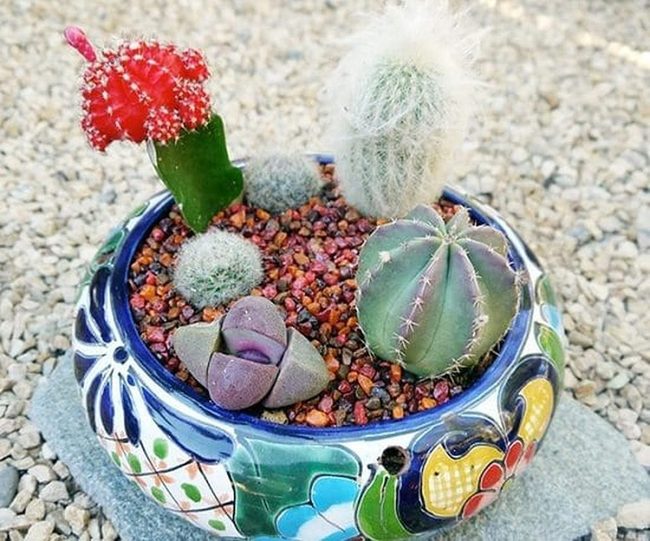 Mexican Ceramic Succulent Gardens