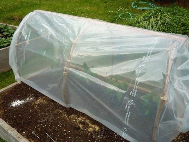 Clear Plastic Plant Protection