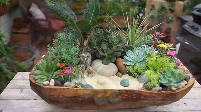 Desert Plants In Weathered Wood