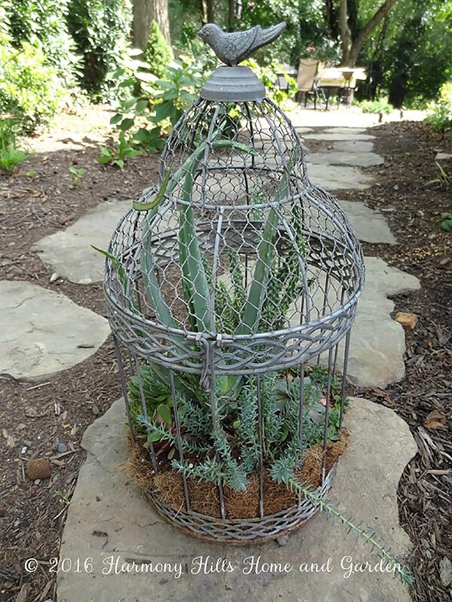 Metal Birdcage Succulent Garden