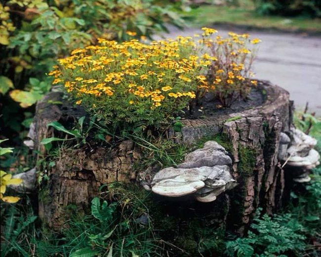 Mushrooms And Marigolds Garden