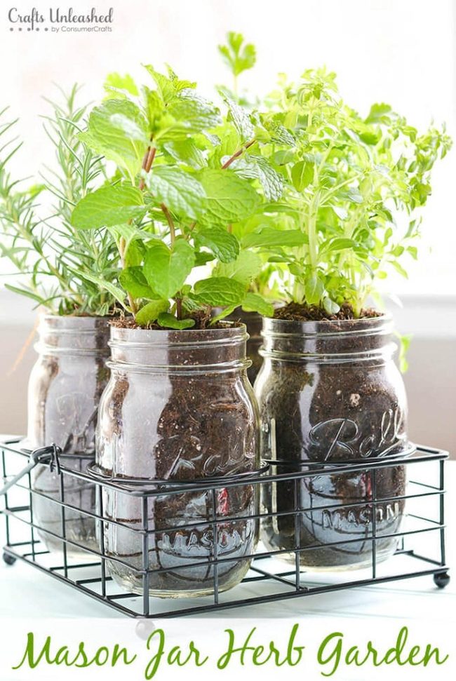 Fresh Herbs In Glass Jars