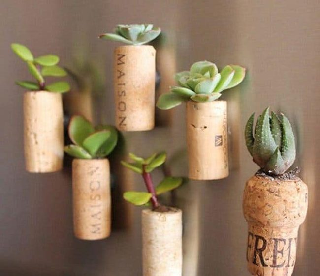 Cork Succulent Magnets