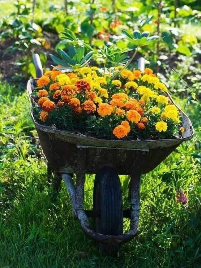 Weathered Wheelbarrow, Brilliant Marigolds