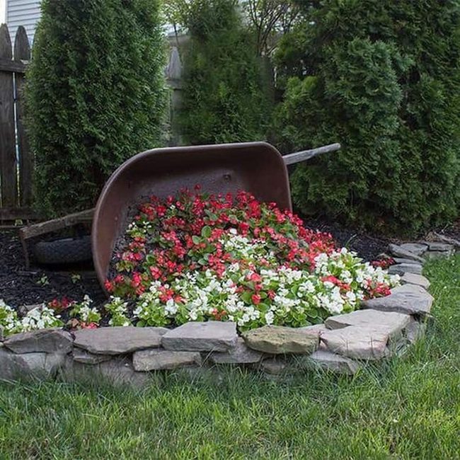 Overflowing Wheelbarrow, White And Red Blooms