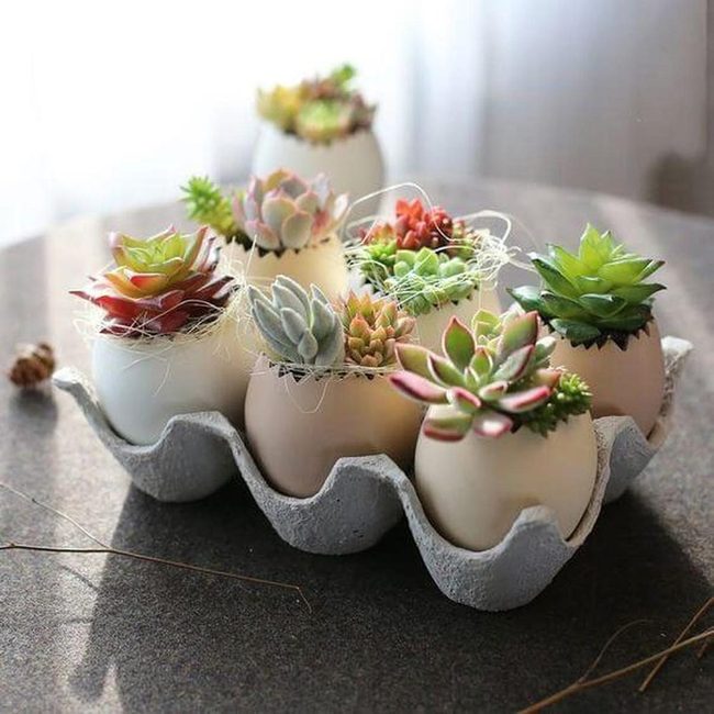 Eggshell Succulents For Small Spaces