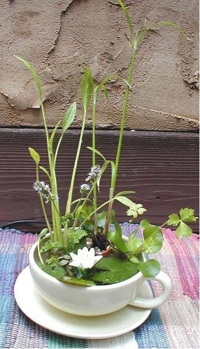 Porcelain Cup Blooming Garden