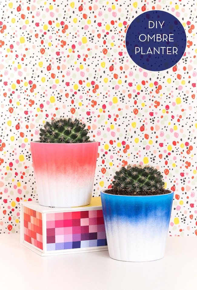 Ceramic Pots, Colorful Dots, Cacti