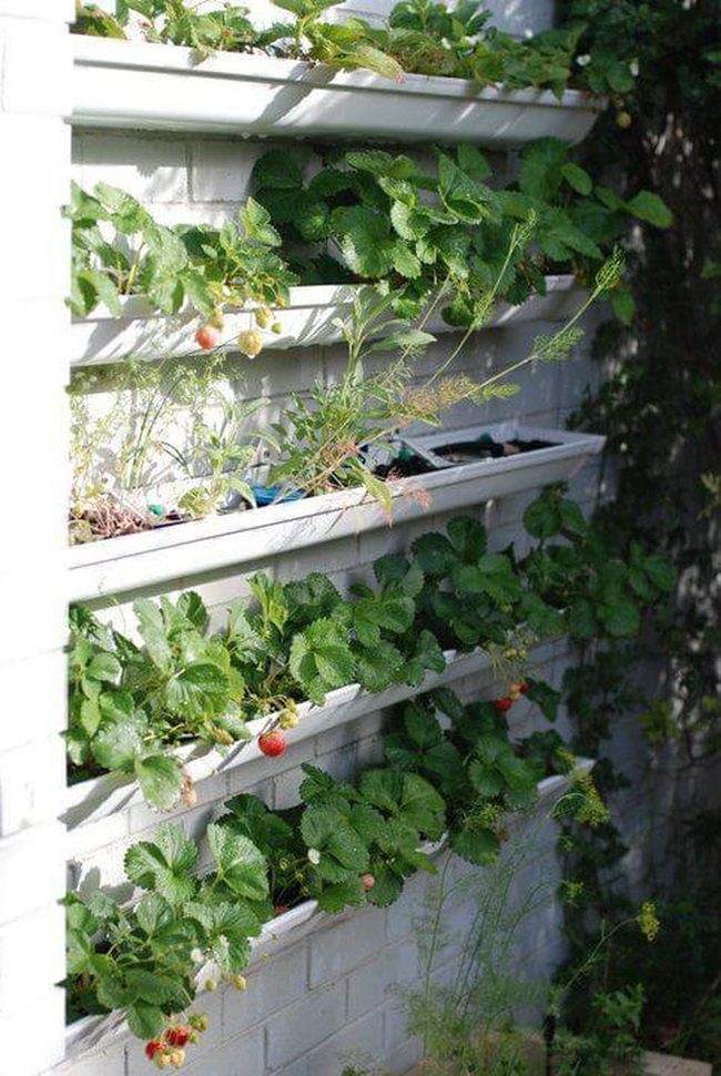 Vertical Strawberry Wall Garden