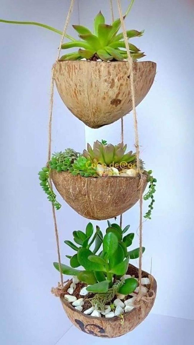 Coconut Shell Green Planters