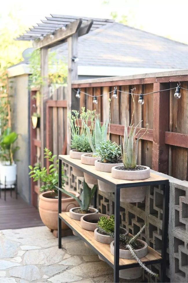 Shelves Stacked With Living Plants