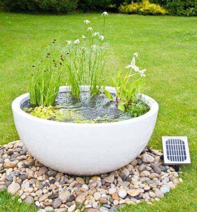 Water Garden With Aquatic Plants
