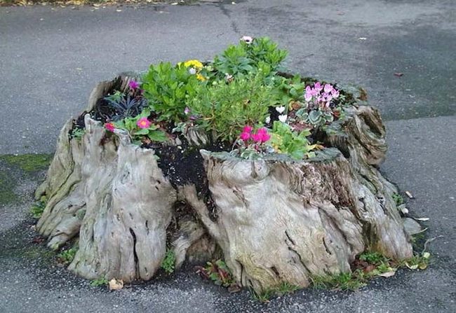 Aged Wood, Living Plants