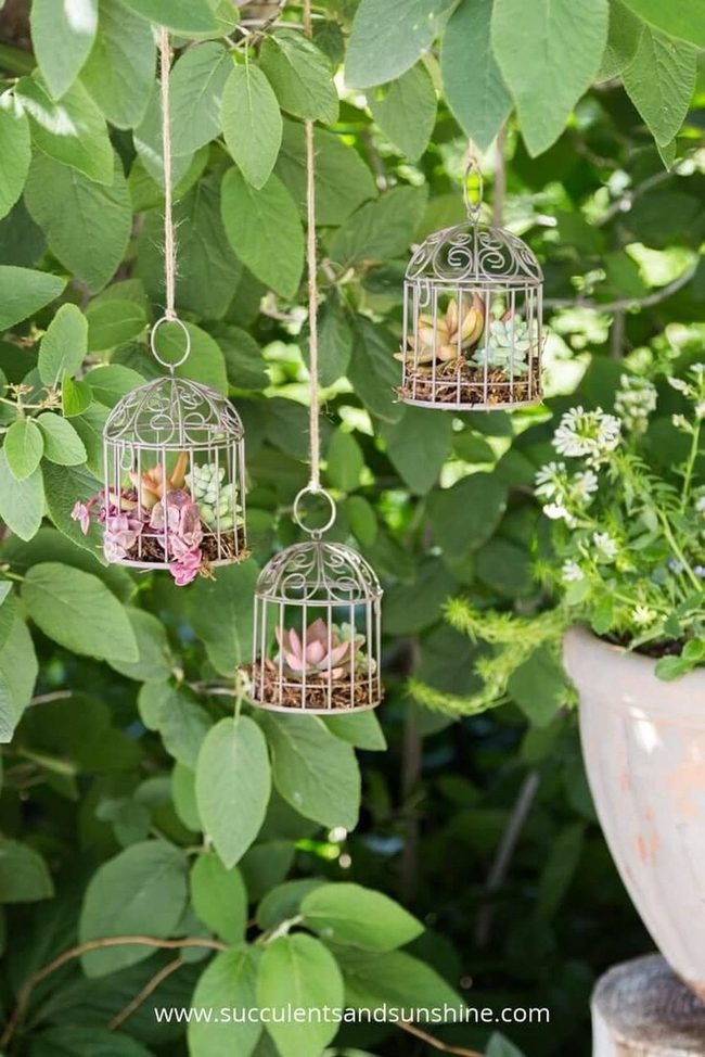 Hanging Succulents, Glowing Trees