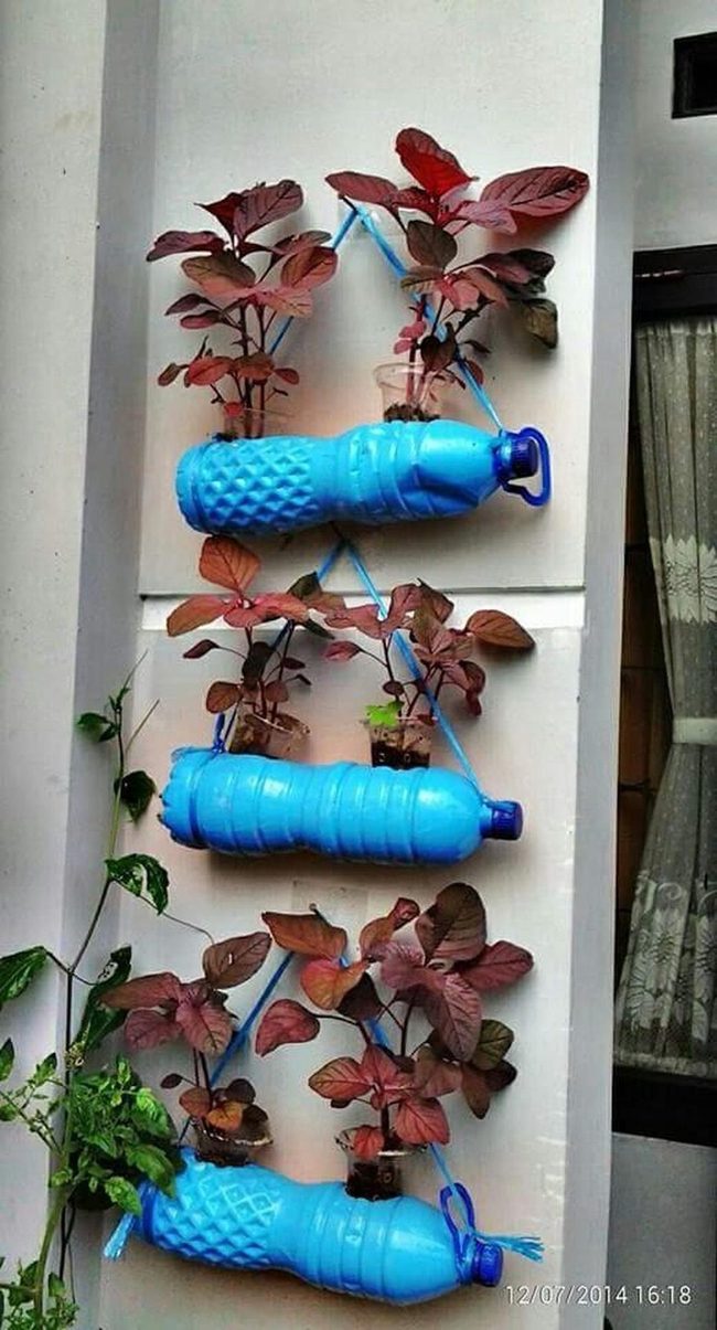 Blue Bottle Planters With Green Cascade