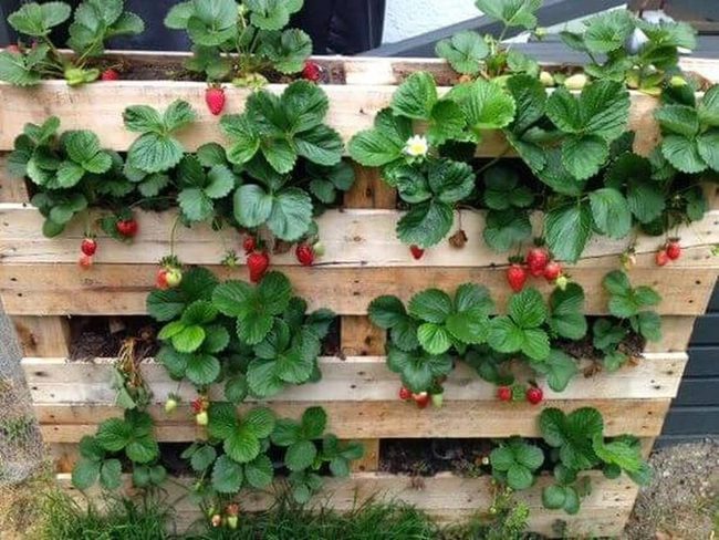 Tiered Strawberry Pallet Bed