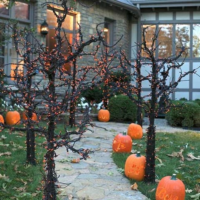 Orange-Lit Tree Pathway