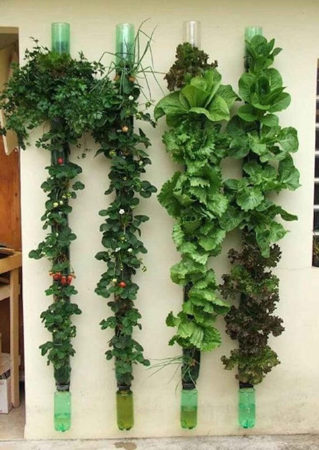 Vertical Strawberry Bottle Garden